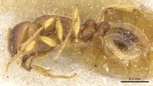 Tetramorium flavidulum specimen CASENT0904803 image casent0904803_3