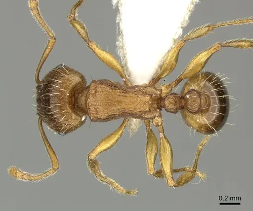 Tetramorium flavidulum specimen CASENT0906706 image casent0906706_1
