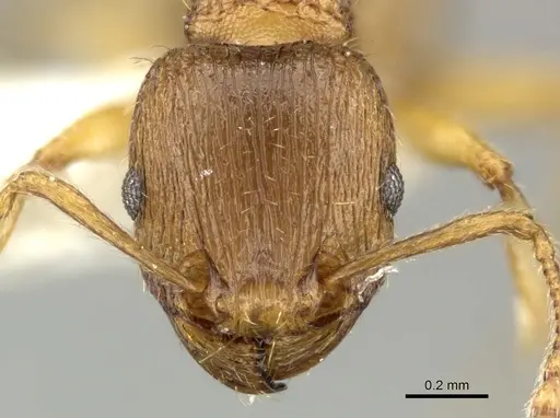 Tetramorium flavidulum specimen CASENT0906706 image casent0906706_2