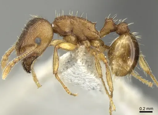 Tetramorium flavidulum specimen CASENT0906706 image casent0906706_3