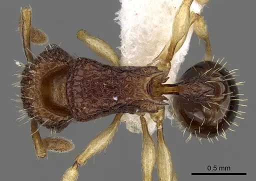 Tetramorium flavipes specimen CASENT0280883 image casent0280883_1