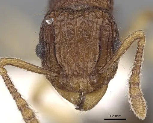Tetramorium flavipes specimen CASENT0280883 image casent0280883_2