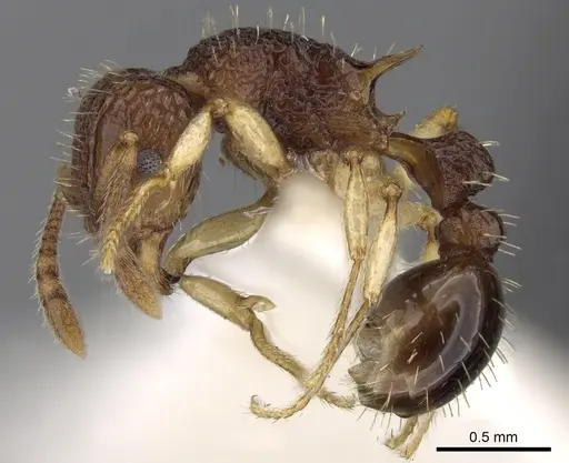 Tetramorium flavipes specimen CASENT0280883 image casent0280883_3