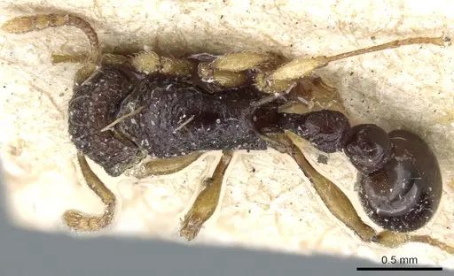 Tetramorium flavipes specimen CASENT0904799 image casent0904799_1