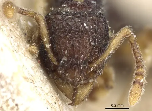 Tetramorium flavipes specimen CASENT0904799 image casent0904799_2