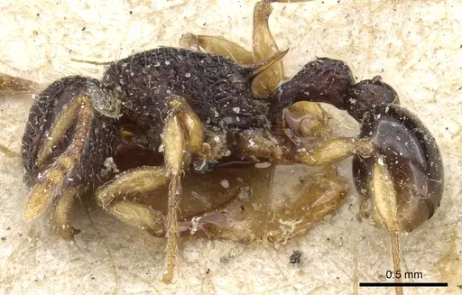 Tetramorium flavipes specimen CASENT0904799 image casent0904799_3