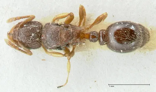 Tetramorium flavipes specimen FOCOL2108 image focol2108_1