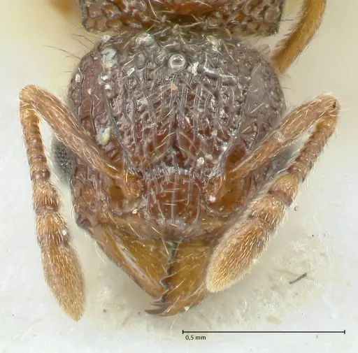 Tetramorium flavipes specimen FOCOL2108 image focol2108_2