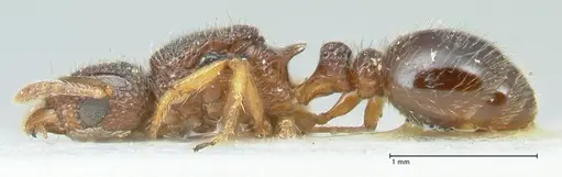 Tetramorium flavipes specimen FOCOL2108 image focol2108_3