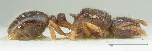 Tetramorium flavipes specimen FOCOL2108 image focol2108_4