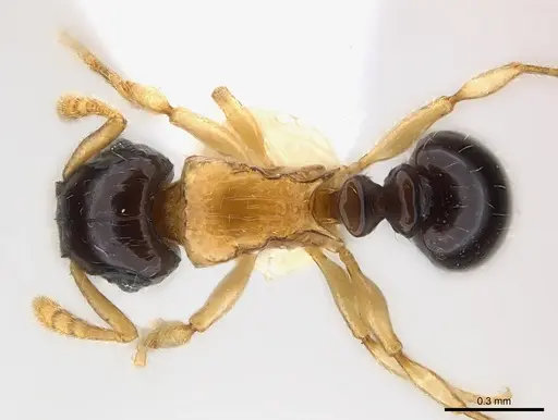 Tetramorium flavithorax specimen CASENT0217064 image casent0217064_1