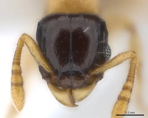 Tetramorium flavithorax specimen CASENT0217064 image casent0217064_2