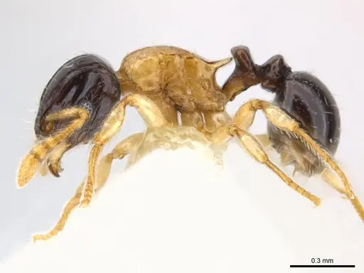 Tetramorium flavithorax specimen CASENT0217064 image casent0217064_3