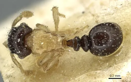 Tetramorium flavithorax specimen CASENT0915012 image casent0915012_1