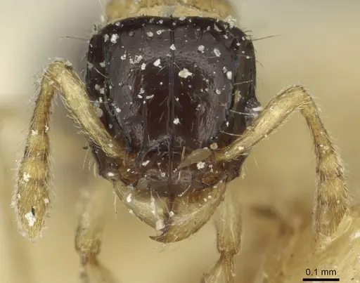 Tetramorium flavithorax specimen CASENT0915012 image casent0915012_2