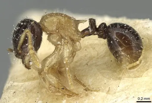 Tetramorium flavithorax specimen CASENT0915012 image casent0915012_3