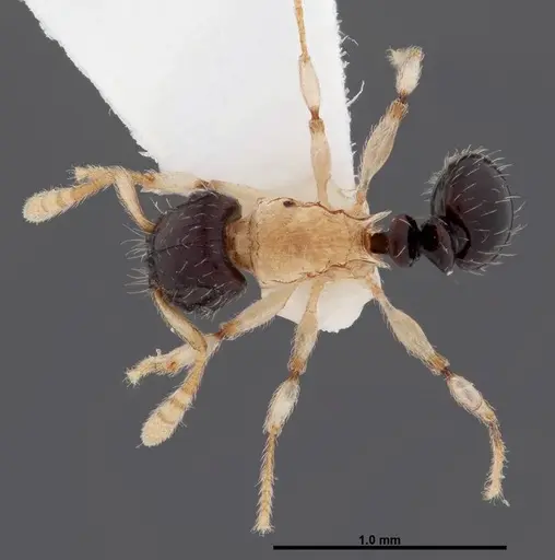 Tetramorium flavithorax specimen FMNHINS0000047318 image fmnhins0000047318_1