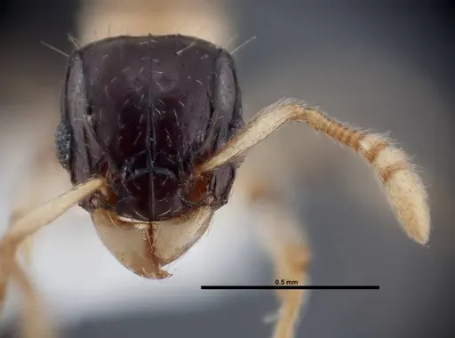 Tetramorium flavithorax specimen FMNHINS0000047318 image fmnhins0000047318_2