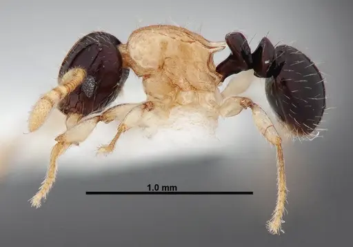 Tetramorium flavithorax specimen FMNHINS0000047318 image fmnhins0000047318_3