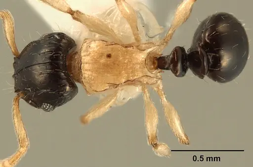 Tetramorium flavithorax specimen ZFMKHYM20096172 image zfmkhym20096172_1