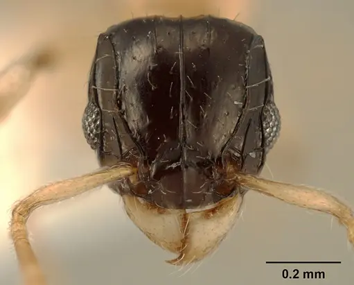 Tetramorium flavithorax specimen ZFMKHYM20096172 image zfmkhym20096172_2
