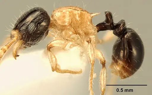 Tetramorium flavithorax specimen ZFMKHYM20096172 image zfmkhym20096172_3