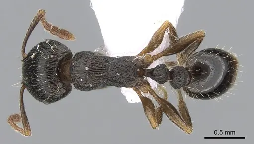 Tetramorium forte specimen CASENT0281570 image casent0281570_1