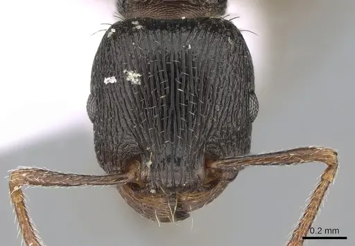 Tetramorium forte specimen CASENT0281570 image casent0281570_2