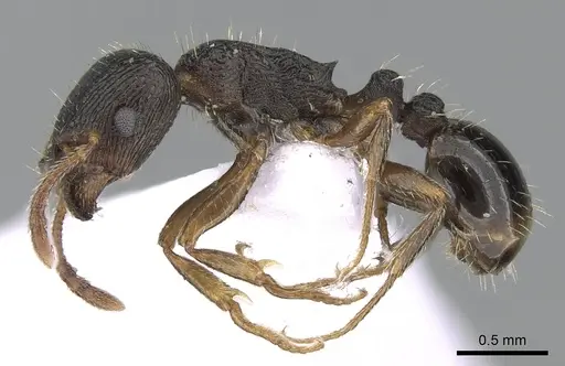 Tetramorium forte specimen CASENT0281570 image casent0281570_3
