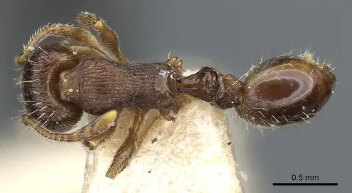 Tetramorium forte specimen CASENT0904805 image casent0904805_1