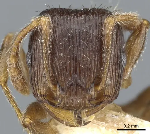 Tetramorium forte specimen CASENT0904805 image casent0904805_2
