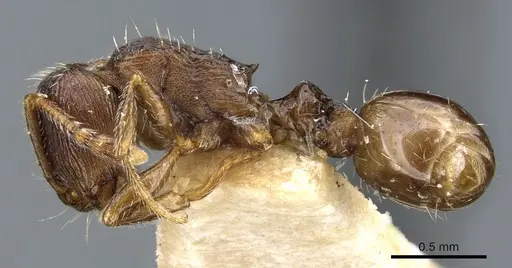 Tetramorium forte specimen CASENT0904805 image casent0904805_3