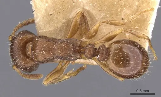 Tetramorium forte specimen CASENT0909101 image casent0909101_1
