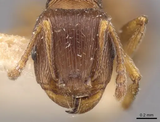 Tetramorium forte specimen CASENT0909101 image casent0909101_2
