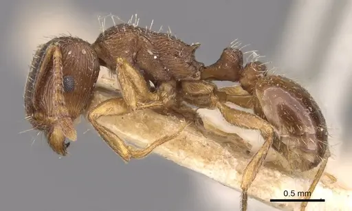 Tetramorium forte specimen CASENT0909101 image casent0909101_3