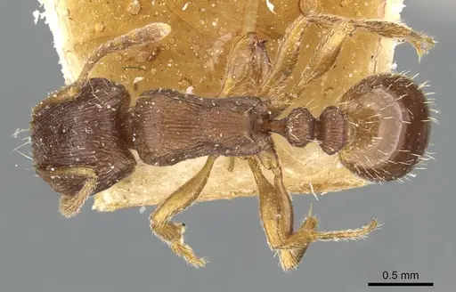Tetramorium forte specimen CASENT0911249 image casent0911249_1