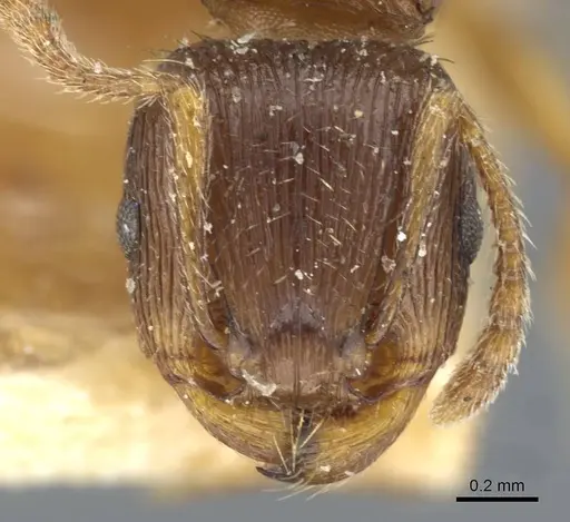 Tetramorium forte specimen CASENT0911249 image casent0911249_2