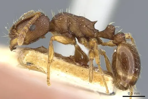 Tetramorium forte specimen CASENT0911249 image casent0911249_3