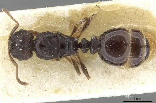 Tetramorium forte specimen CASENT0911252 image casent0911252_1