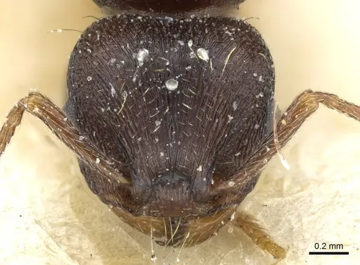 Tetramorium forte specimen CASENT0911252 image casent0911252_2
