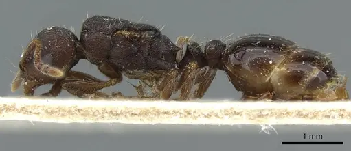 Tetramorium forte specimen CASENT0911252 image casent0911252_3