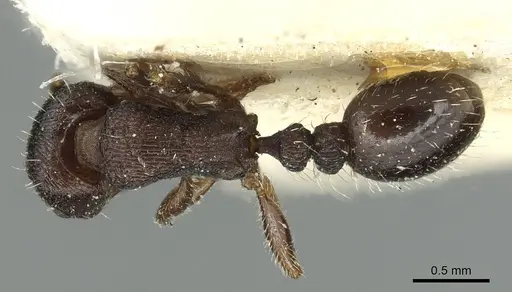 Tetramorium forte specimen CASENT0915010 image casent0915010_1