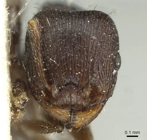 Tetramorium forte specimen CASENT0915010 image casent0915010_2