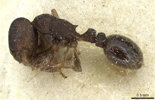 Tetramorium forte specimen CASENT0915010 image casent0915010_3