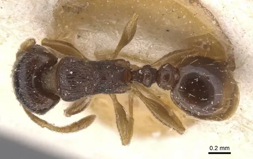 Tetramorium forte specimen CASENT0915029 image casent0915029_1