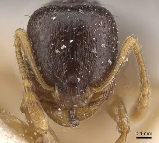 Tetramorium forte specimen CASENT0915029 image casent0915029_2