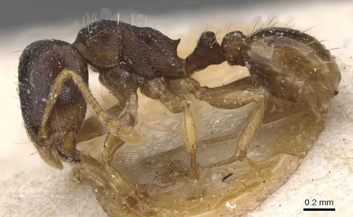 Tetramorium forte specimen CASENT0915029 image casent0915029_3