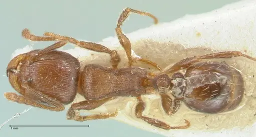 Tetramorium forte specimen FOCOL2023 image focol2023_1