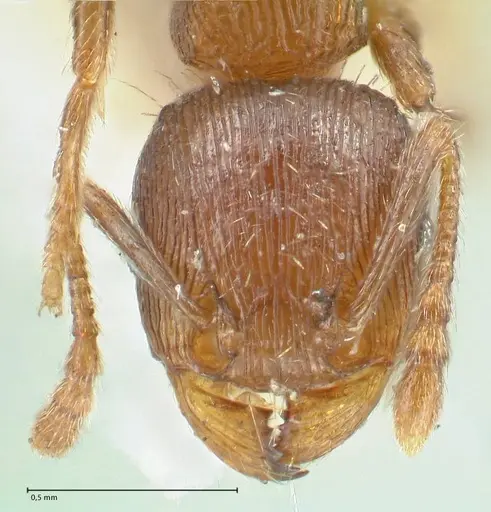 Tetramorium forte specimen FOCOL2023 image focol2023_2