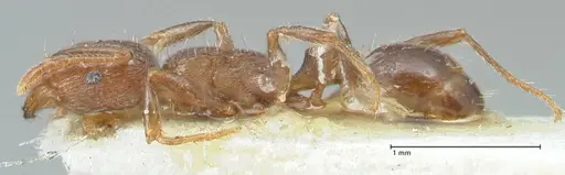 Tetramorium forte specimen FOCOL2023 image focol2023_3